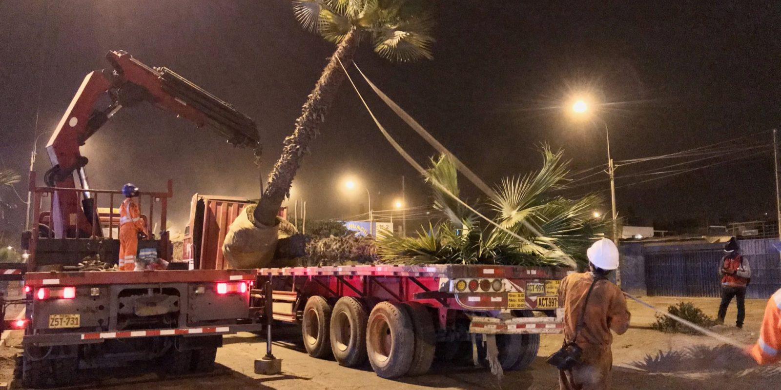 Traslado de Palmera